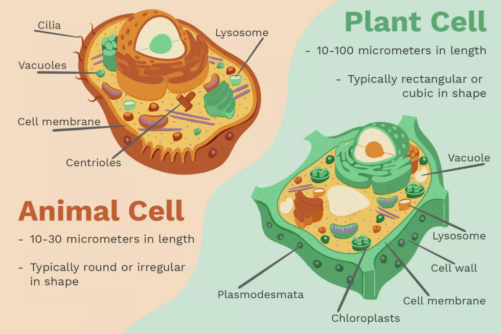 Plant Cell vs. Animal Cell