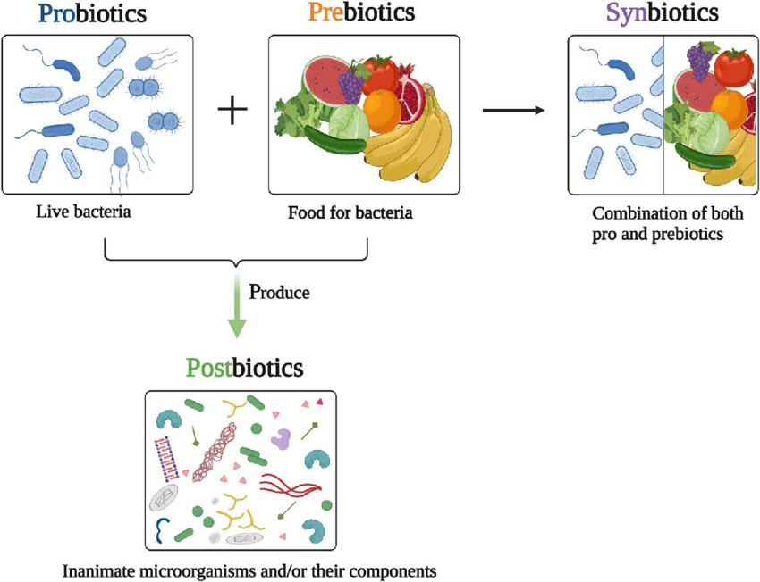 Probiotics prebiotics synbiotics and postbiotics