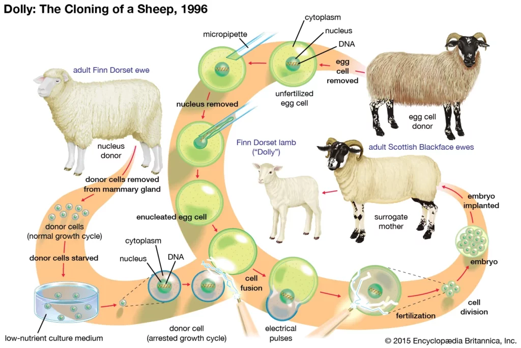 Dolly process sheep somatic cell nuclear transfer