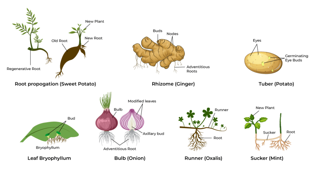 Natural Vegetative Propagation
