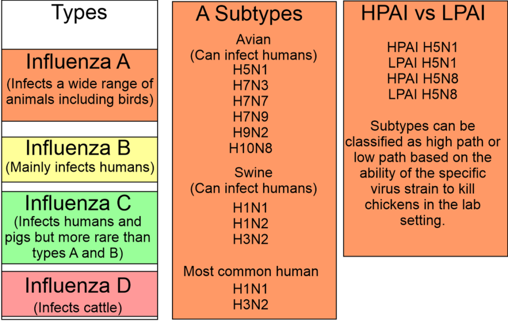 Types of Influenza Virus