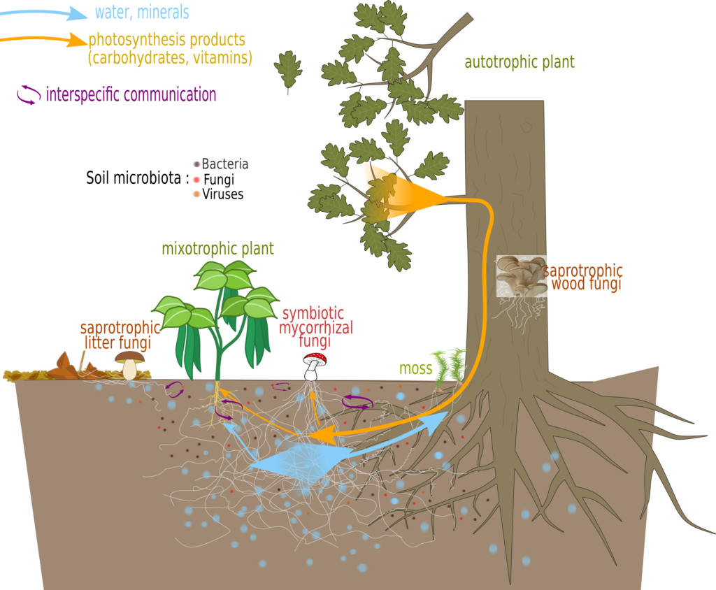 Nutrient exchanges and communication between a mycorrhizal fungus and plants.