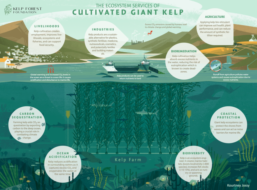 Kelp Forest