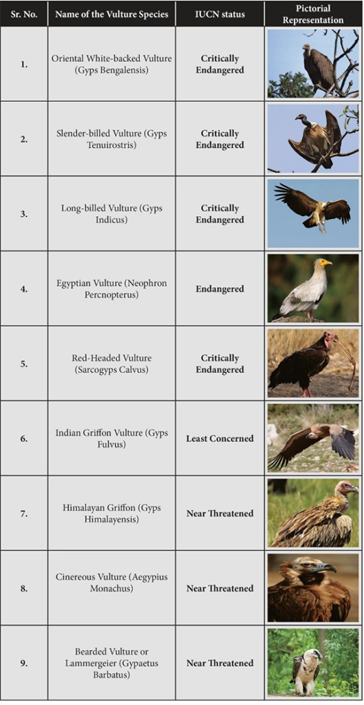Vultures Species in India