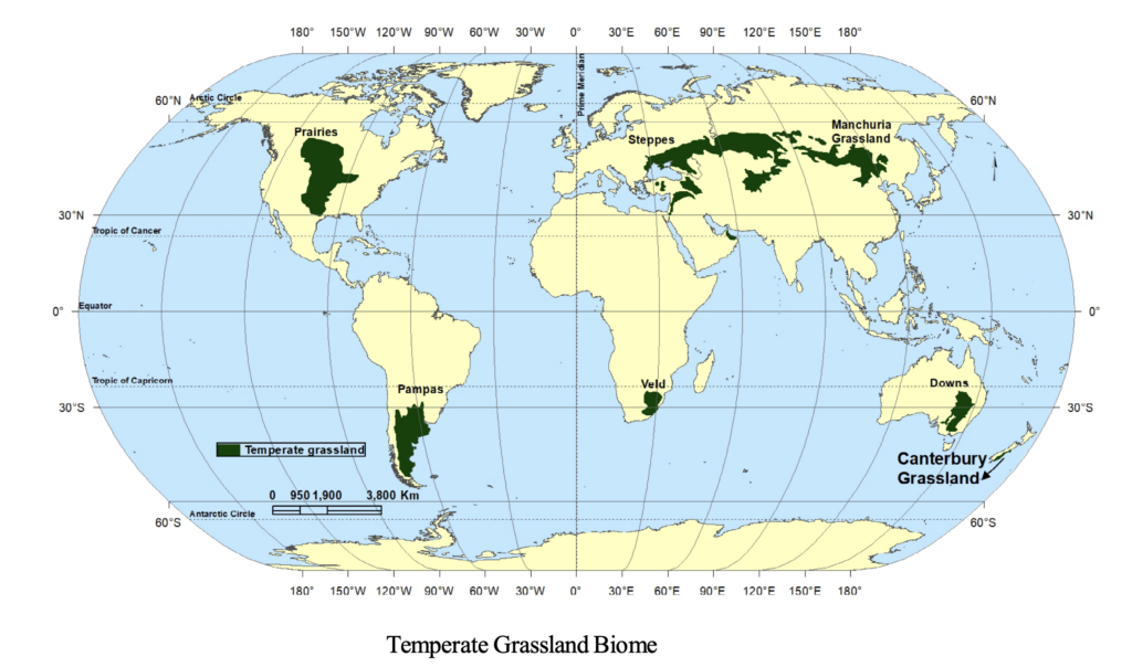 Temperate Grassland Biome