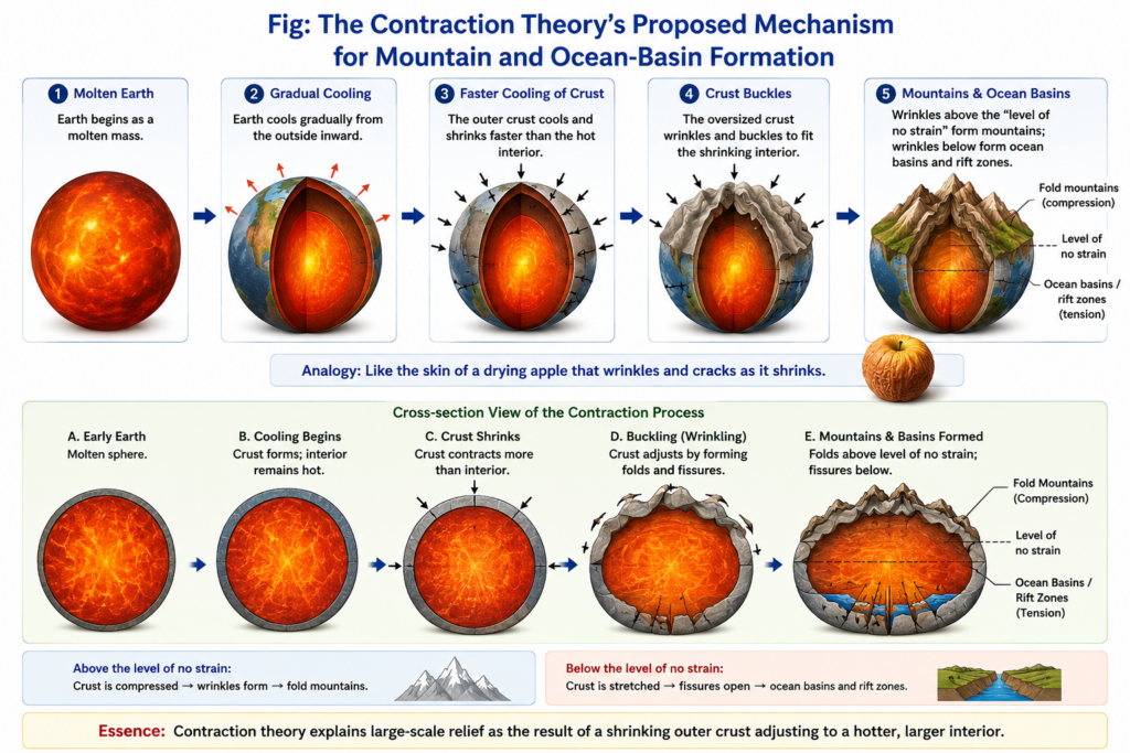 Contraction Theory: Mountain and Ocean Basin Formation