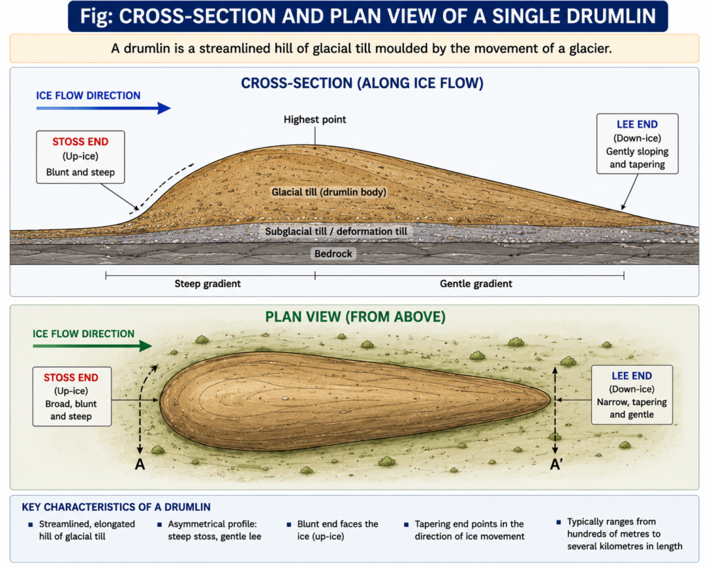 Cross-section and plan view of a single drumlin