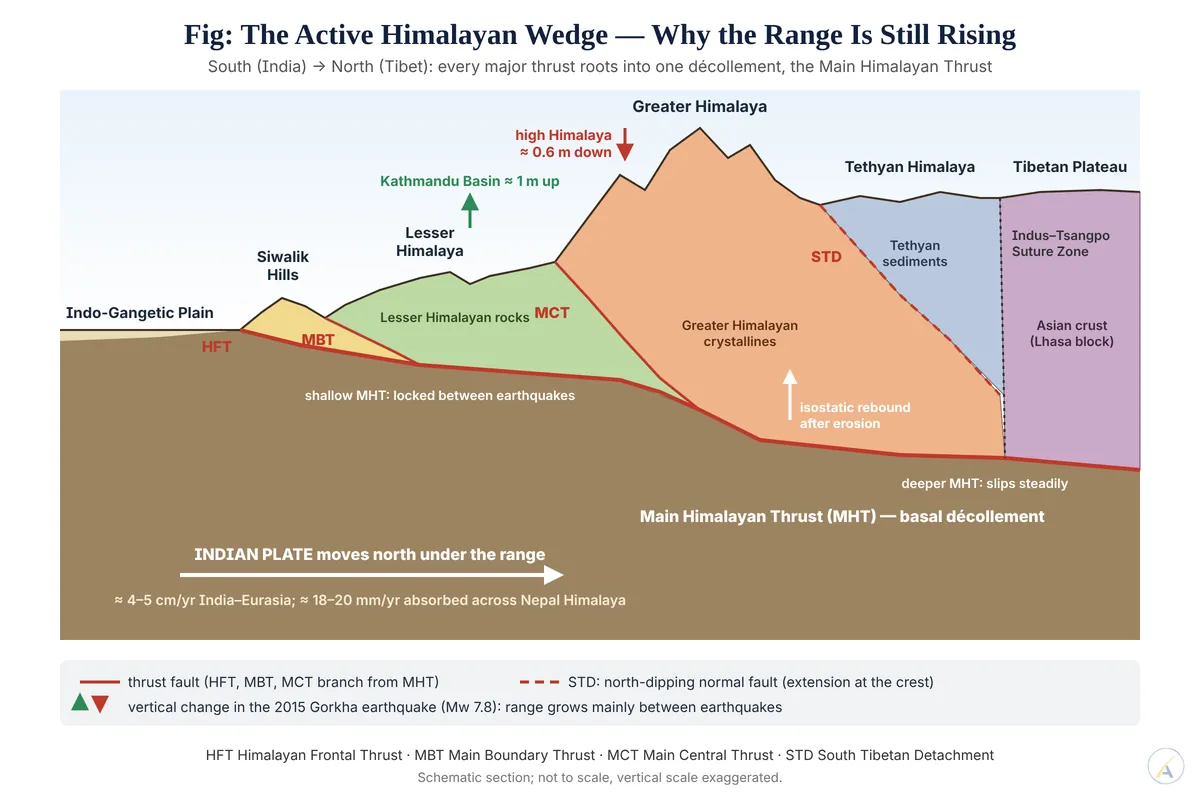 Cross-section of the Himalaya showing the Main Himalayan Thrust with HFT, MBT, MCT and STD, India underthrusting, and 2015 Gorkha uplift and subsidence.