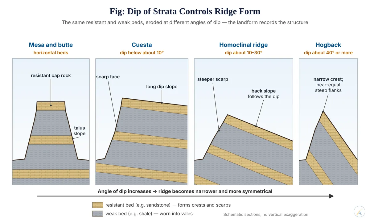 Four cross-sections showing a mesa on horizontal beds, a cuesta, a homoclinal ridge and a hogback as the dip of resistant beds increases.