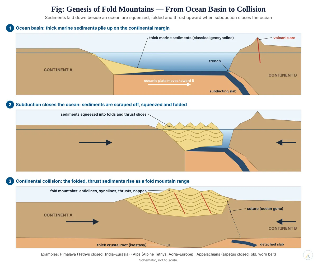 Three stages: sediments pile up beside an ocean, subduction closes it and folds them, and collision raises a fold mountain range with a deep crustal root.