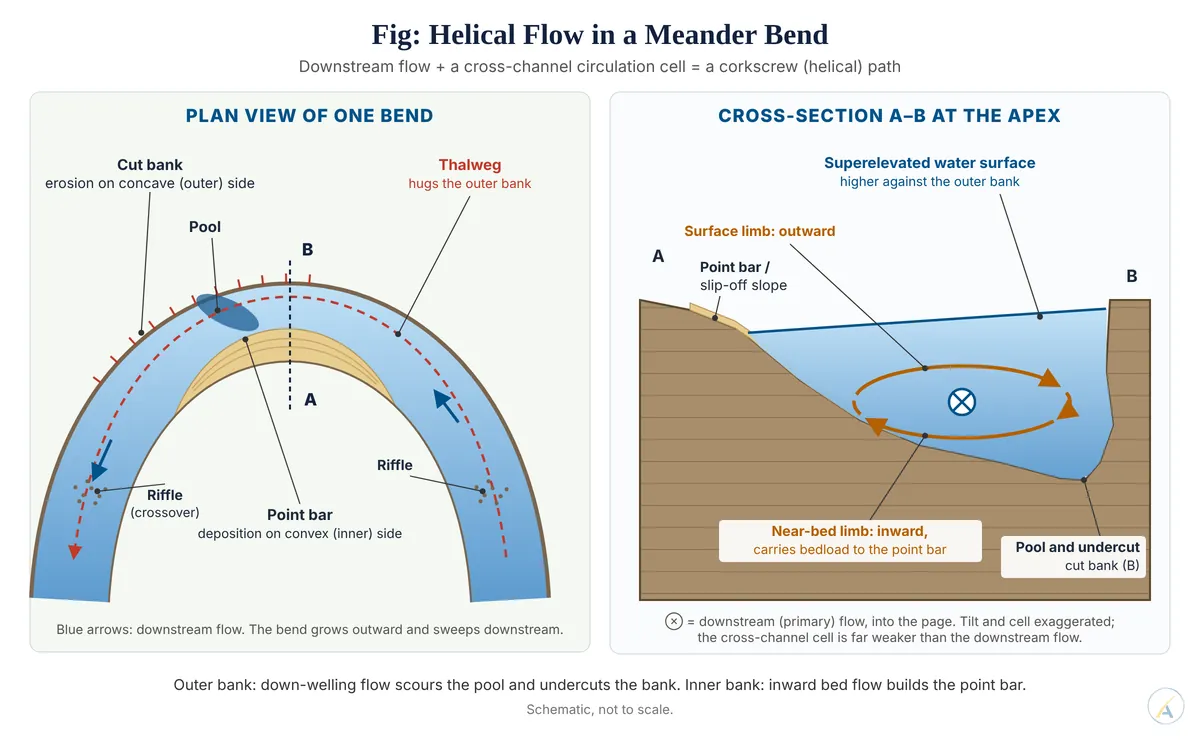 Plan view of a meander bend and cross-section at its apex showing the secondary cell: outward surface flow, inward bed flow, pool and point bar.