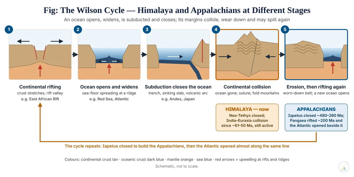 Five-stage Wilson cycle from rifting to collision and re-rifting, marking the Himalaya at the collision stage and the Appalachians at the reopened stage.