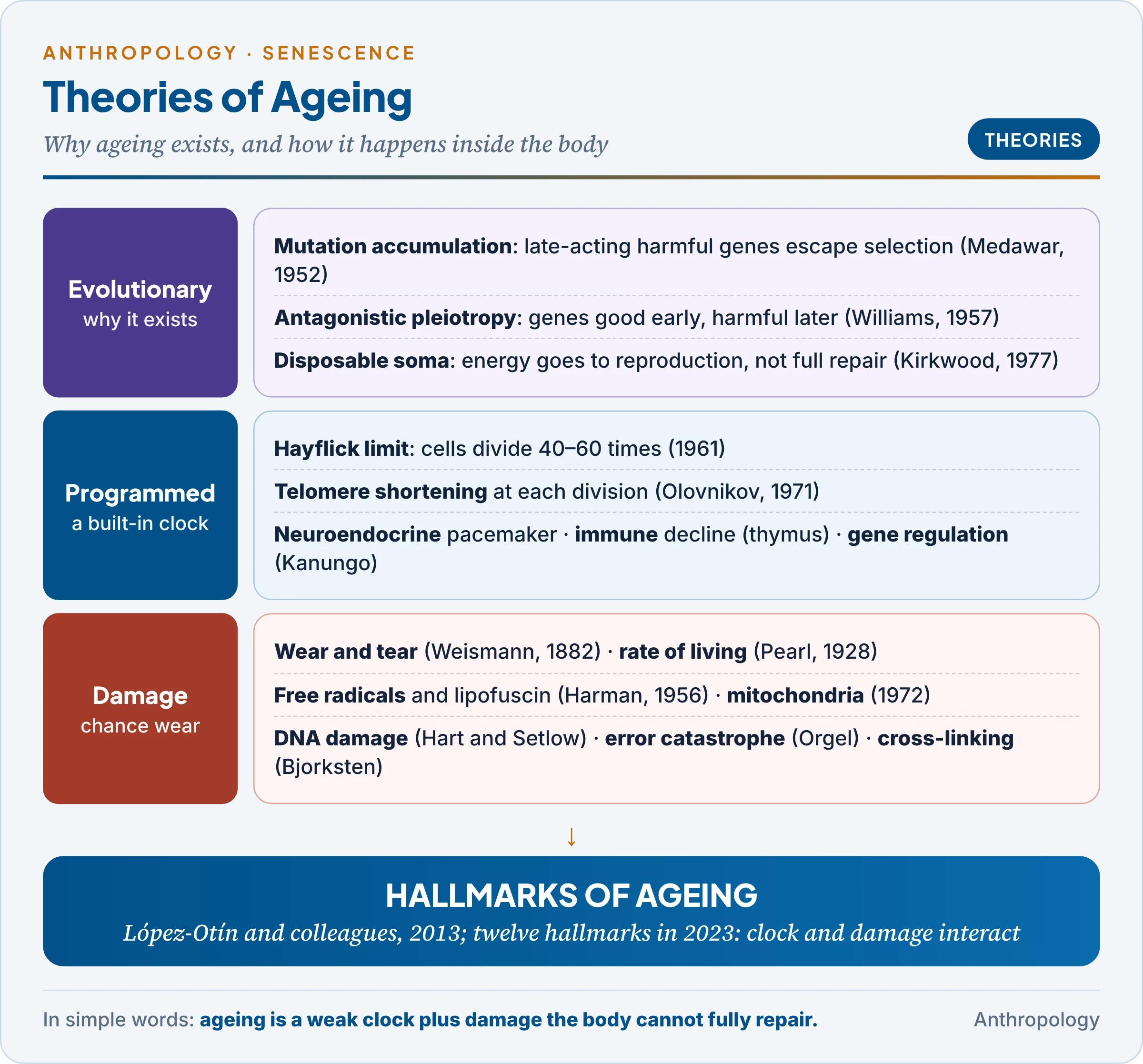 Theories of ageing: evolutionary theories (mutation accumulation, antagonistic pleiotropy, disposable soma), programmed theories (Hayflick limit, telomere, neuroendocrine, immunological, gene regulation) and damage theories (wear and tear, free radical, mitochondrial, DNA damage, error catastrophe, cross-linking, waste accumulation, rate of living), joined in the hallmarks of ageing