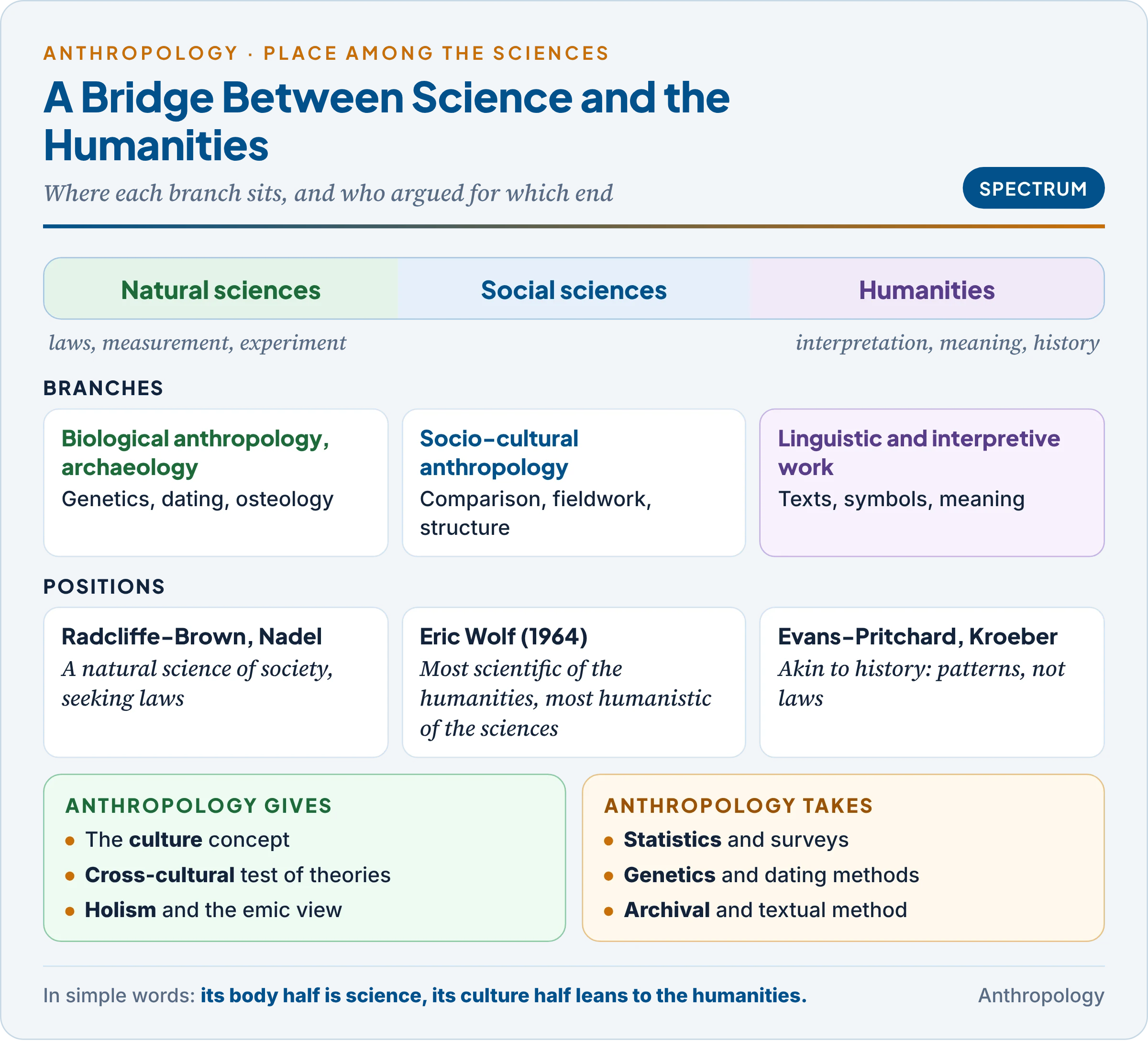 Anthropology among the sciences: a spectrum from the natural sciences through the social sciences to the humanities, showing where each branch of anthropology sits and what anthropology gives and takes at each border