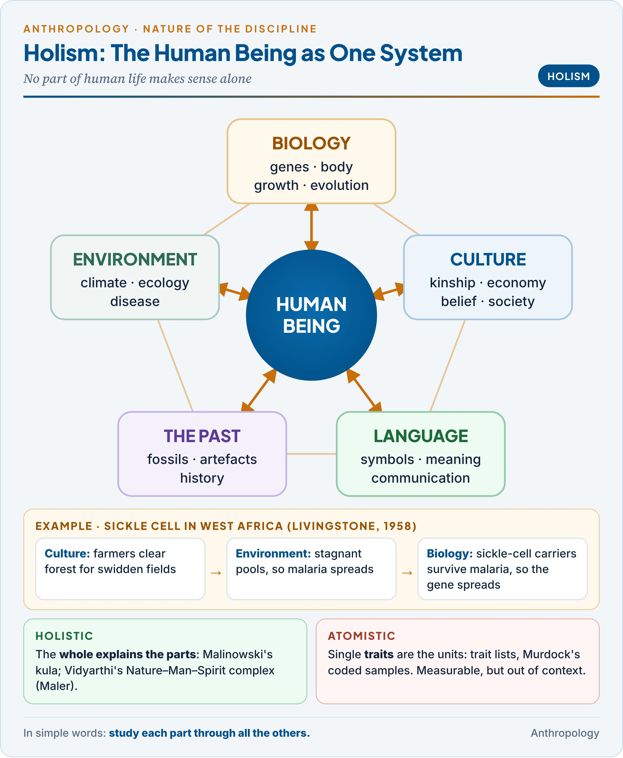 Holism: biology, culture and society, language, the past and environment linked around the human being, with the sickle-cell and malaria example