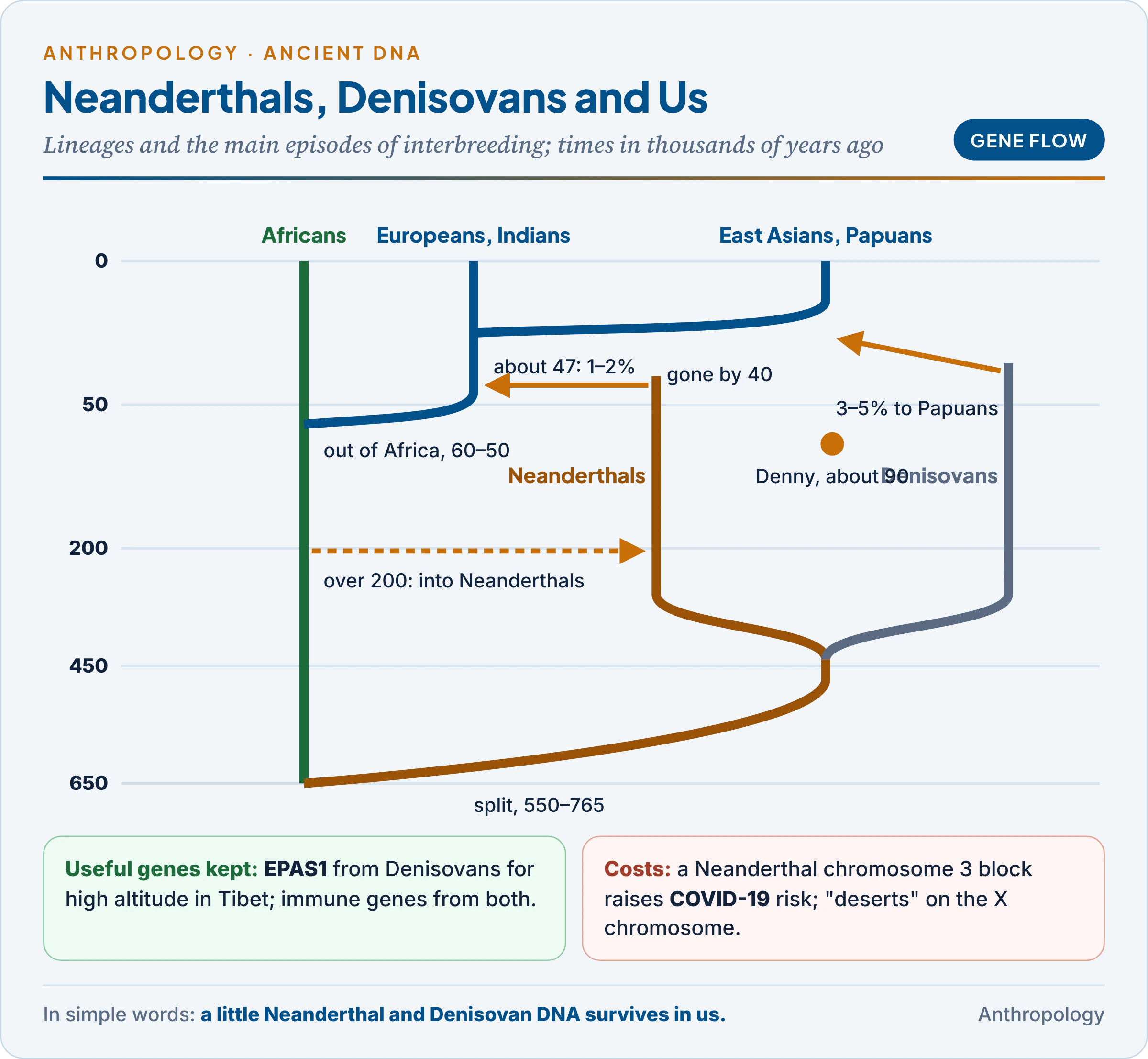 Gene flow between archaic and modern humans: modern humans out of Africa receiving Neanderthal and Denisovan DNA, the dates of mixing, the hybrid girl Denny, and the shares of archaic DNA in living populations