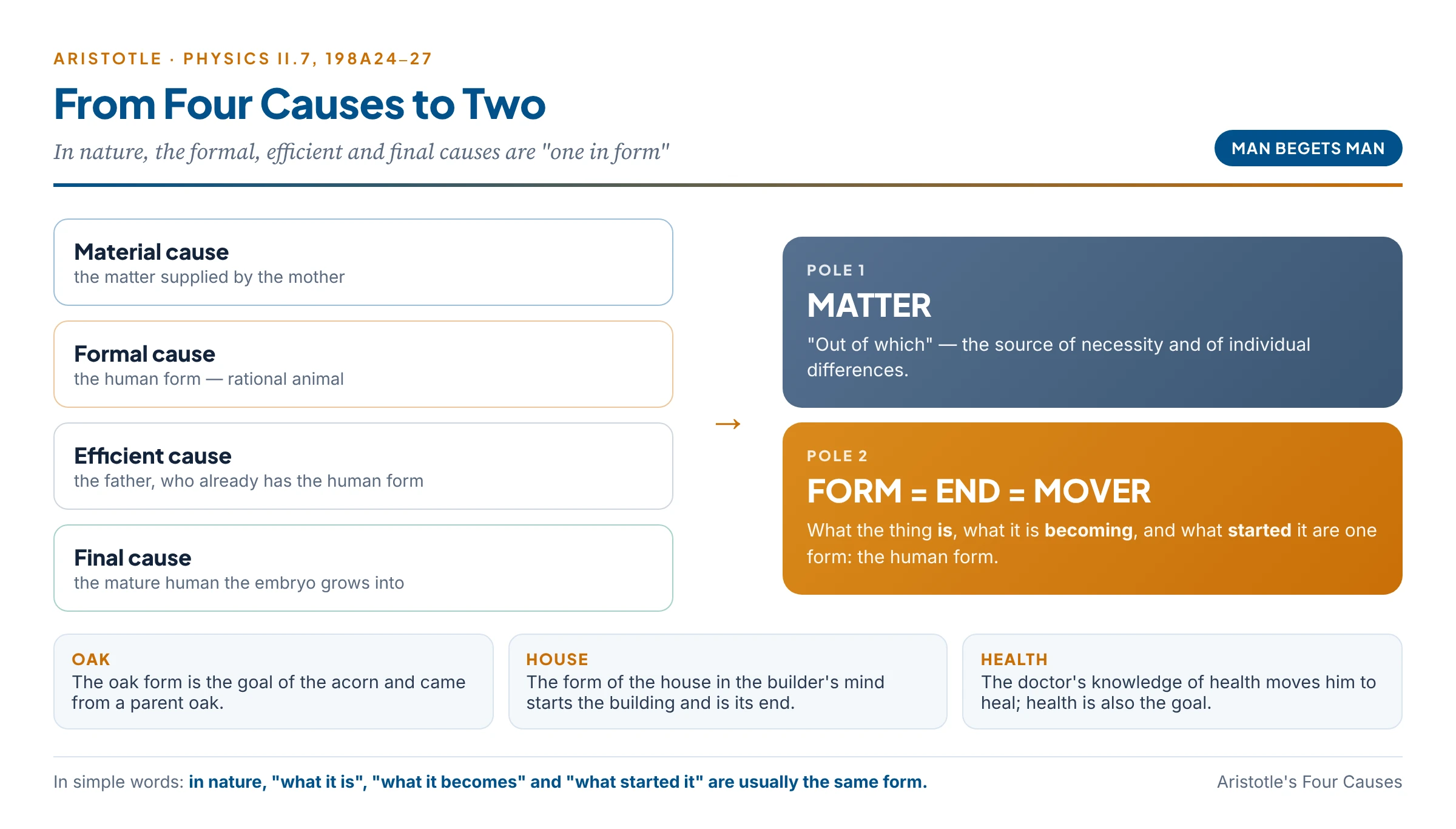 From four causes to two: material cause on one side; formal, efficient and final causes coinciding in the form on the other, illustrated by man begets man