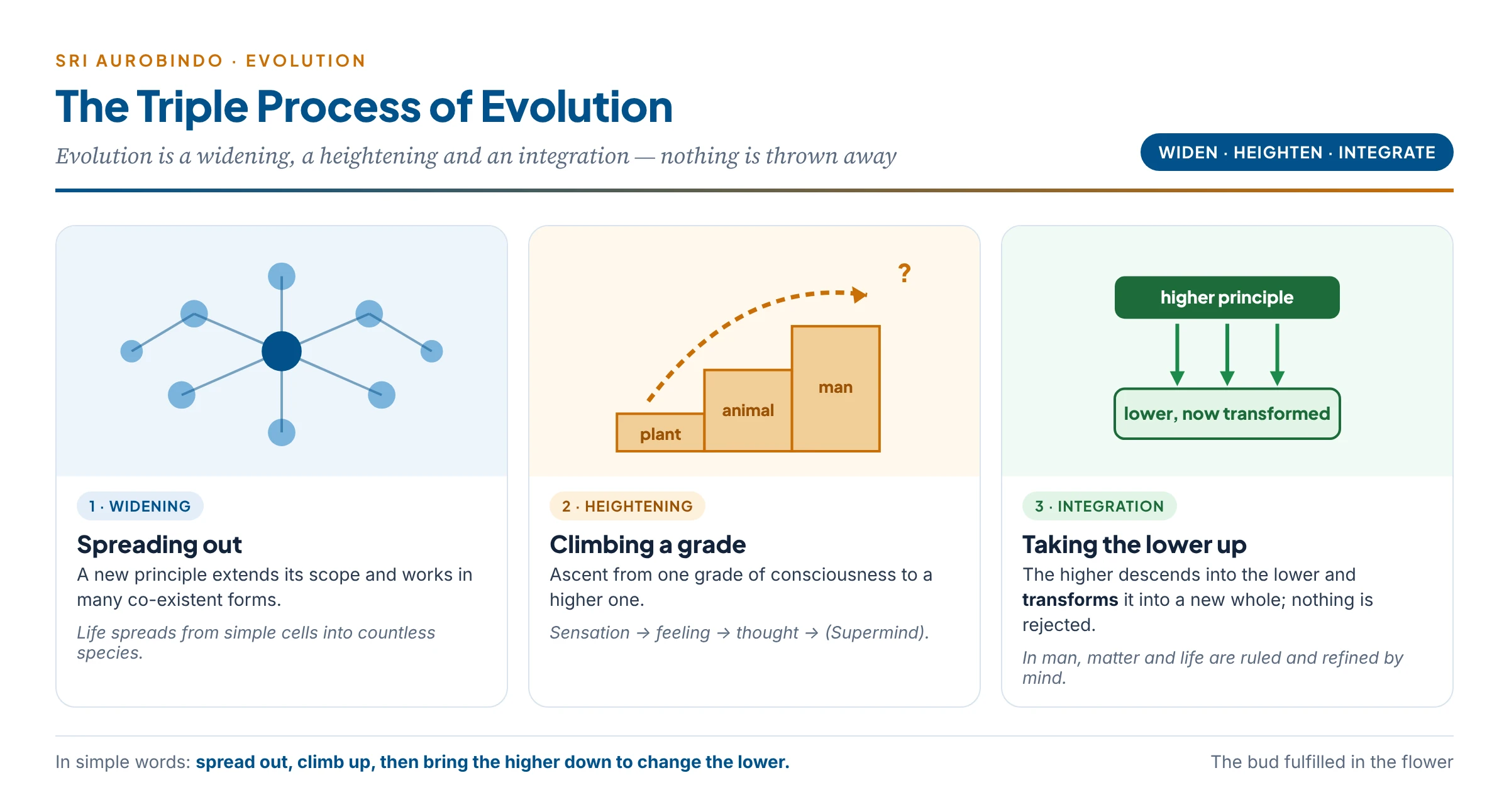 The triple process of evolution: widening as spreading across many forms, heightening as climbing to a higher grade, integration as the higher descending to transform the lower