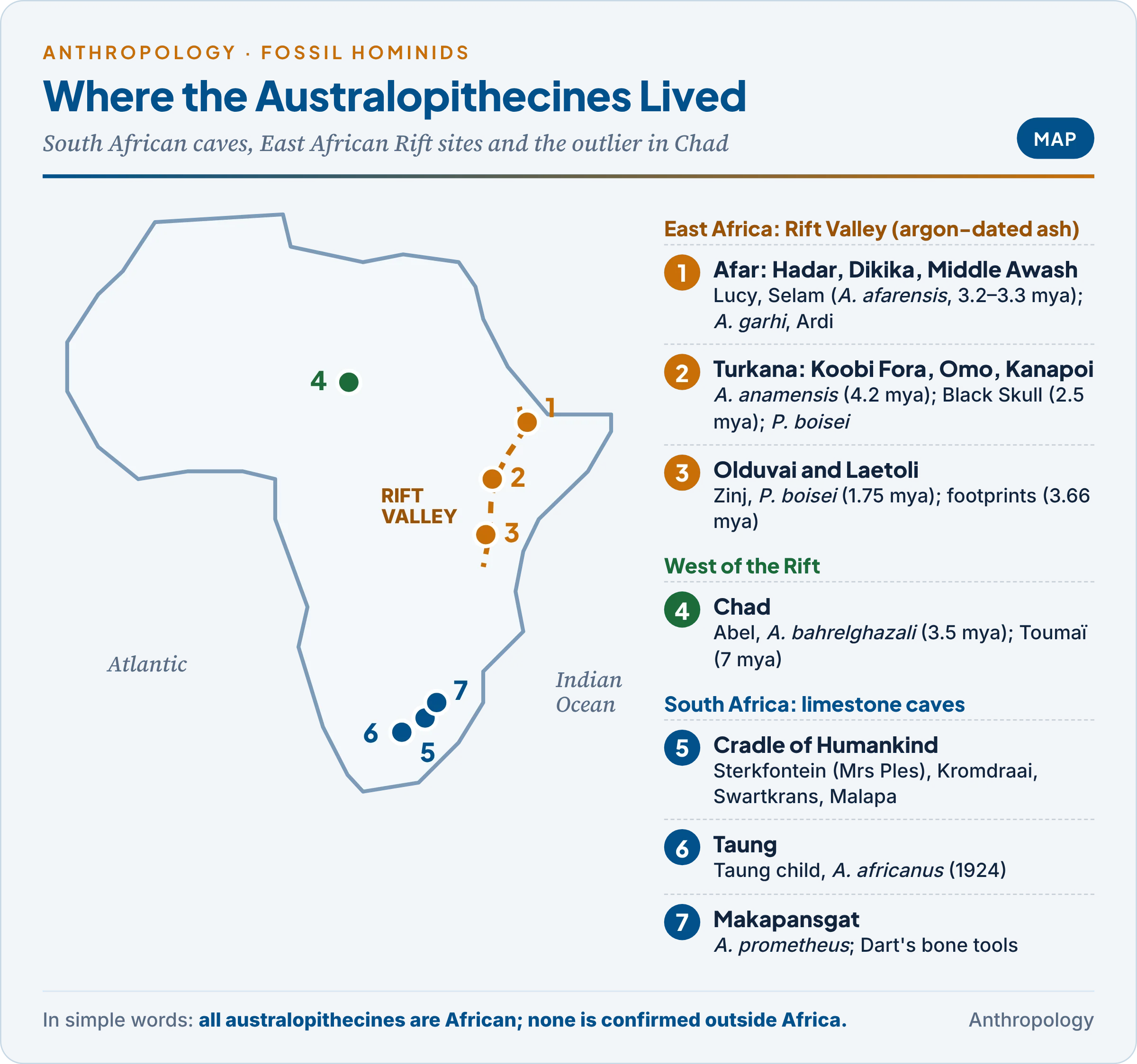 Map of South and East African australopithecine sites, from Taung and the Cradle of Humankind to Olduvai, Laetoli, Turkana, Hadar and Chad, with species and dates