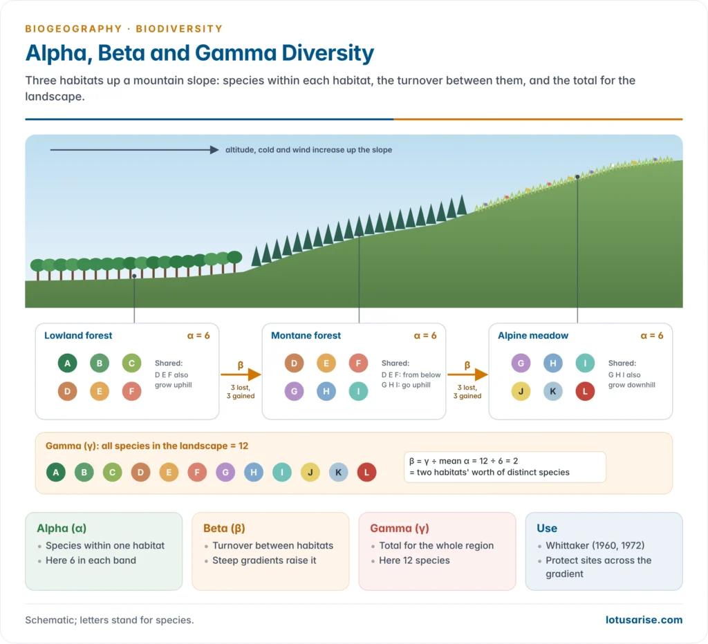 Three habitats along a mountain slope illustrating alpha diversity within each habitat, beta diversity as species turnover between habitats and gamma diversity as the total for the whole landscape