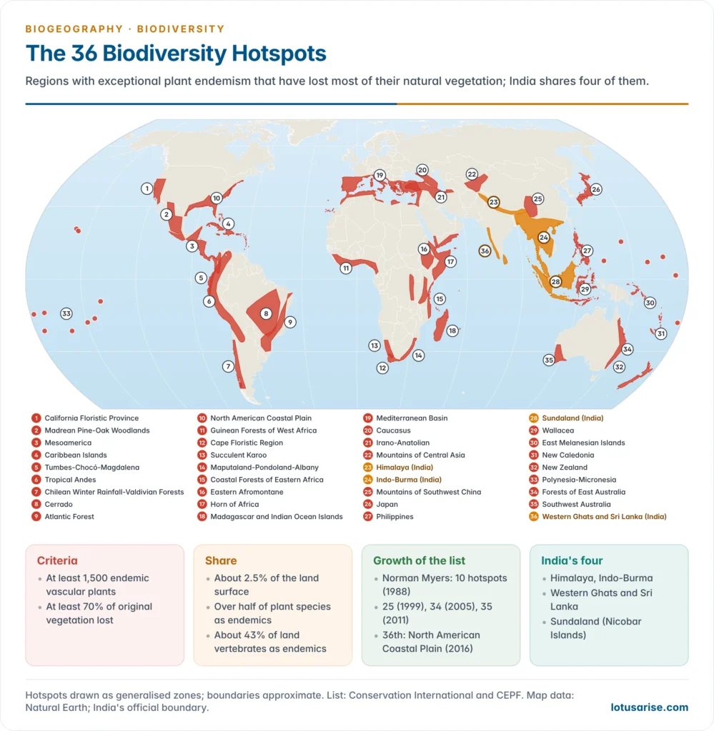 World map of the 36 biodiversity hotspots drawn as generalised zones, with India's four hotspots highlighted and the criteria of 1,500 endemic plants and 70 per cent habitat loss