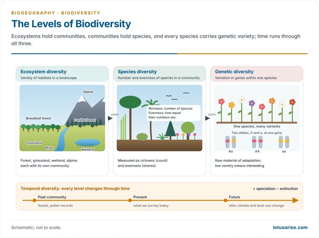 The three nested levels of biodiversity, genetic diversity within a species, species diversity within a community and ecosystem diversity across a landscape, with temporal change running across all three