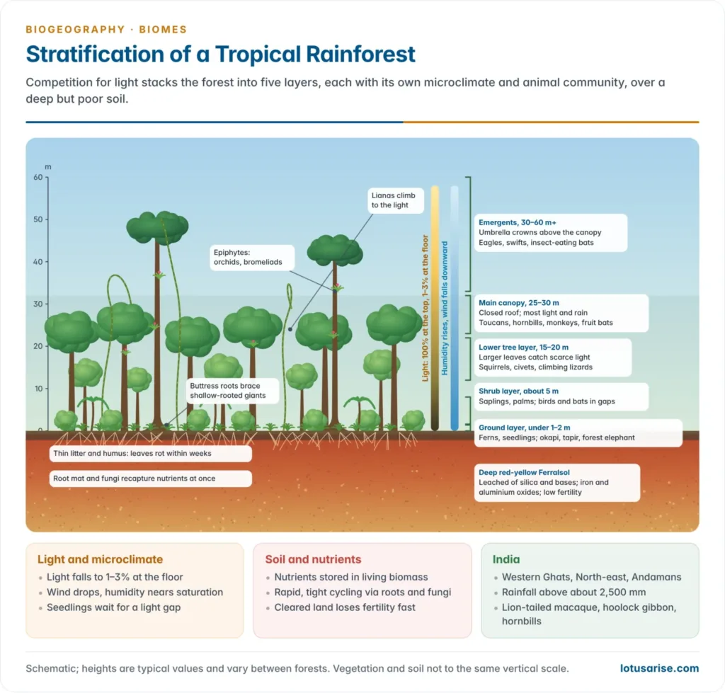 Stratification profile of a tropical rainforest showing emergents above 30 m, the main canopy, understorey, shrub layer and ground layer, with lianas, epiphytes, buttress roots, light falling to about 2 per cent at the floor, and thin humus over deep weathered soil