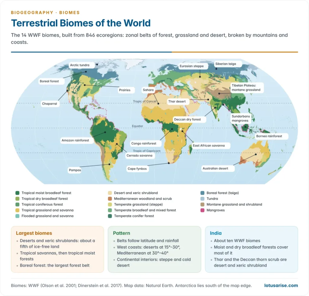 World map of the 14 WWF terrestrial biomes, from tropical moist forests and savannas to deserts, Mediterranean scrub, temperate forests and grasslands, boreal forest, tundra, montane grasslands and mangroves
