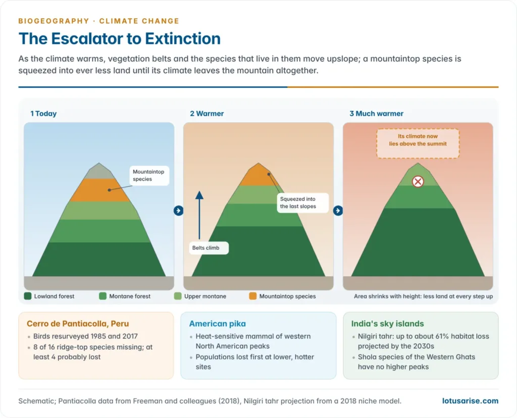 A mountain cross-section in which warming pushes vegetation belts and a species' range upslope; the habitat area shrinks with height until the mountaintop species has nowhere left to go, with Cerro de Pantiacolla, the American pika and the Nilgiri tahr as examples