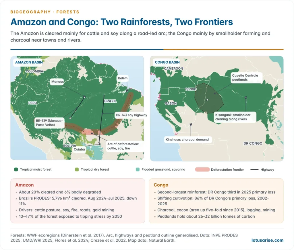 Paired maps of the Amazon and Congo basins from WWF ecoregion data, showing the Amazon's arc of deforestation and highways and the Congo's Cuvette Centrale peatlands and town-centred clearing, with key figures for each basin