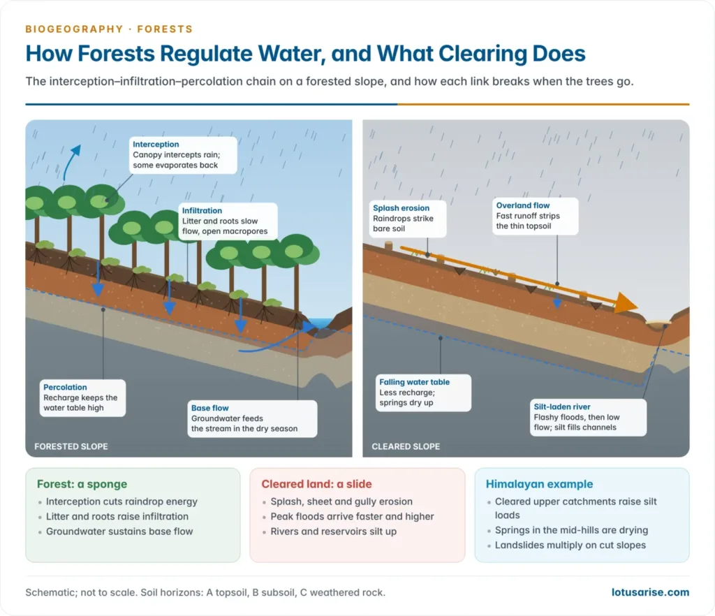 Cross-section comparing a forested slope, where canopy interception, litter and roots drive infiltration, percolation and steady base flow, with a cleared slope suffering splash erosion, overland flow, a falling water table and a silt-laden flashy river