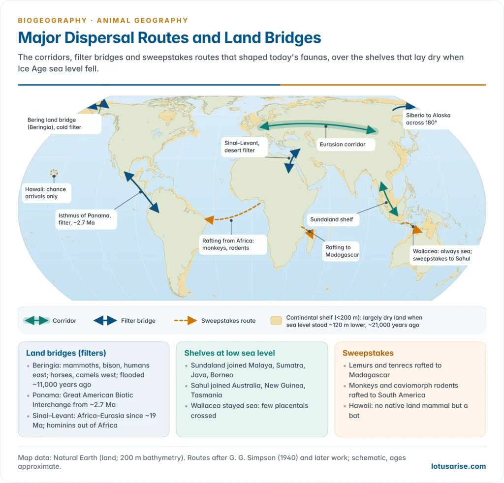 World map of major dispersal routes and land bridges: Beringia, the Isthmus of Panama, the Sinai–Levant link, Sundaland and Sahul with the Wallacea gap, and sweepstakes routes to Madagascar, South America and Hawaii, with the shelves exposed at low sea level