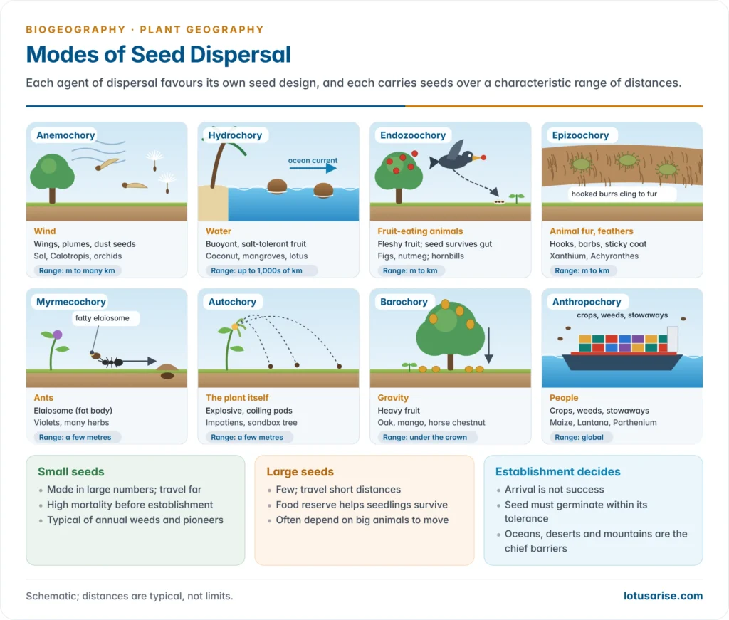Modes of seed dispersal by wind, water, animals inside and outside the body, ants, explosive fruits, gravity and people, with the seed adaptation and a typical plant for each