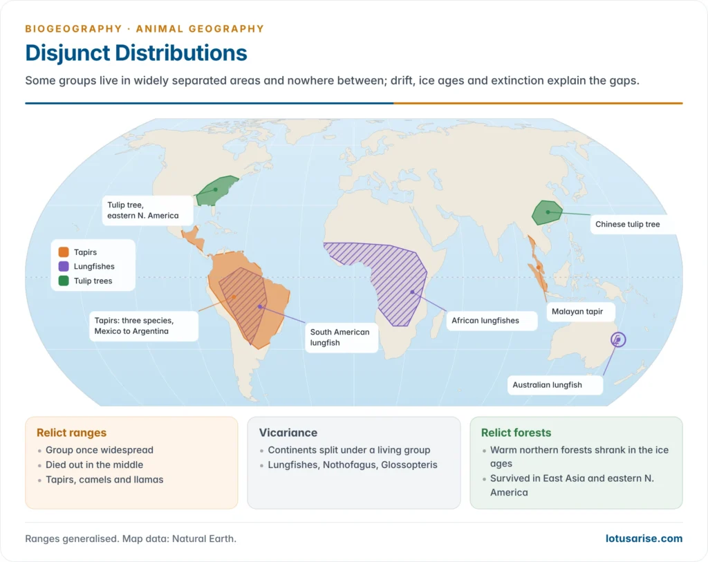 World map showing three disjunct distributions: tapirs in tropical America and South-East Asia, lungfishes in South America, Africa and Australia, and tulip trees in eastern North America and southern China