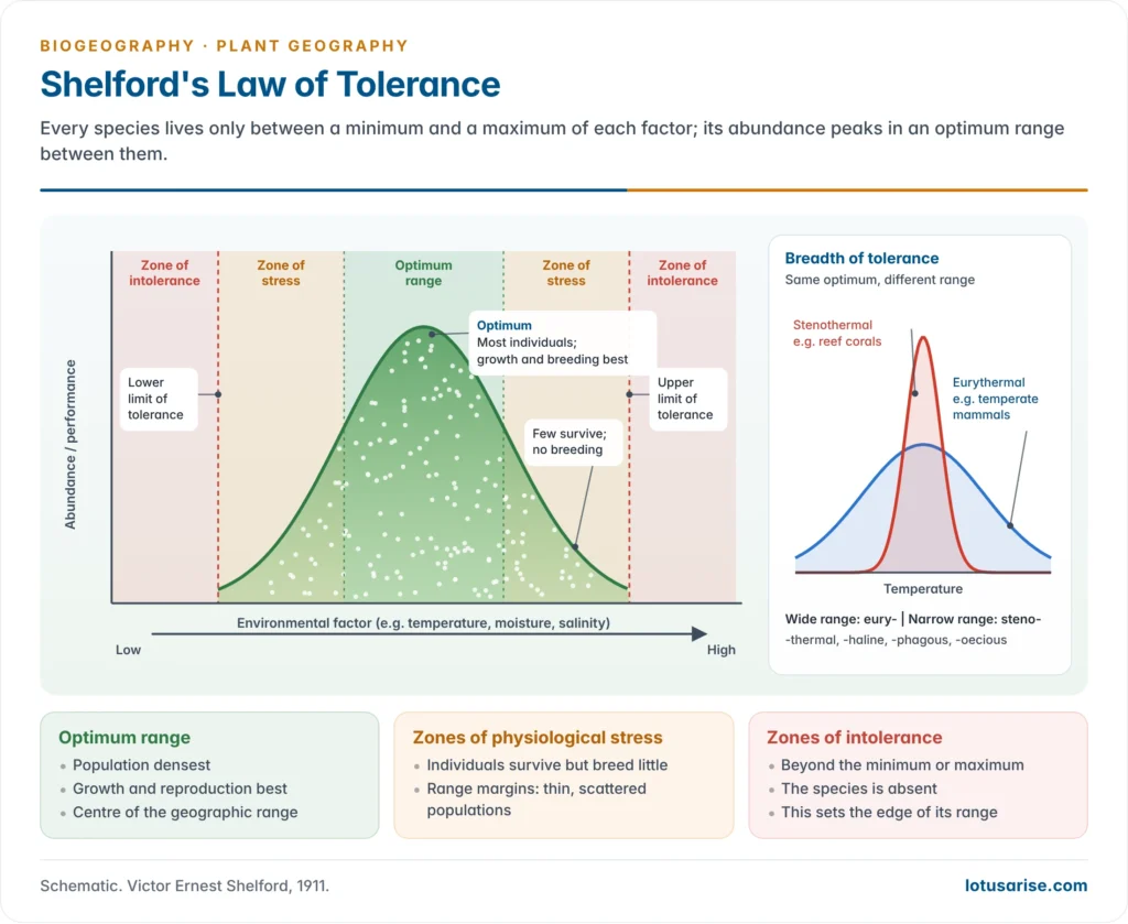 Shelford's tolerance curve: a bell-shaped curve of population abundance along an environmental gradient, with the optimum range, zones of physiological stress and zones of intolerance, and narrow stenothermal against broad eurythermal curves