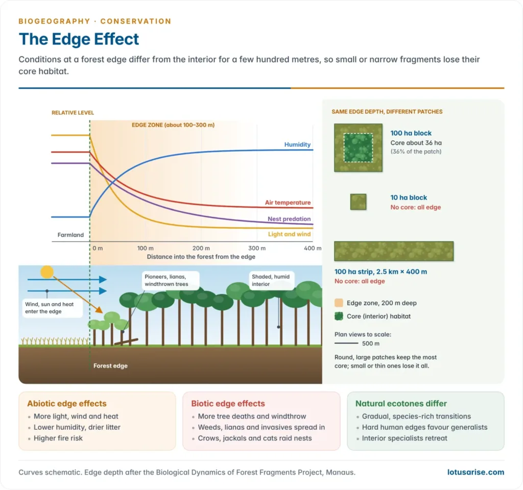 Cross-section from farmland into forest showing light, wind, temperature and nest predation falling and humidity rising with distance from the edge, and plan views of large, small and elongated patches showing how core area shrinks
