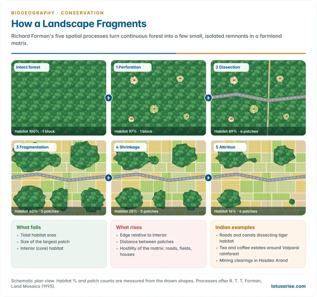 Six panels showing a continuous forest becoming perforated by clearings, dissected by a road, fragmented into patches, shrinking, and finally reduced by attrition to a few small isolated remnants