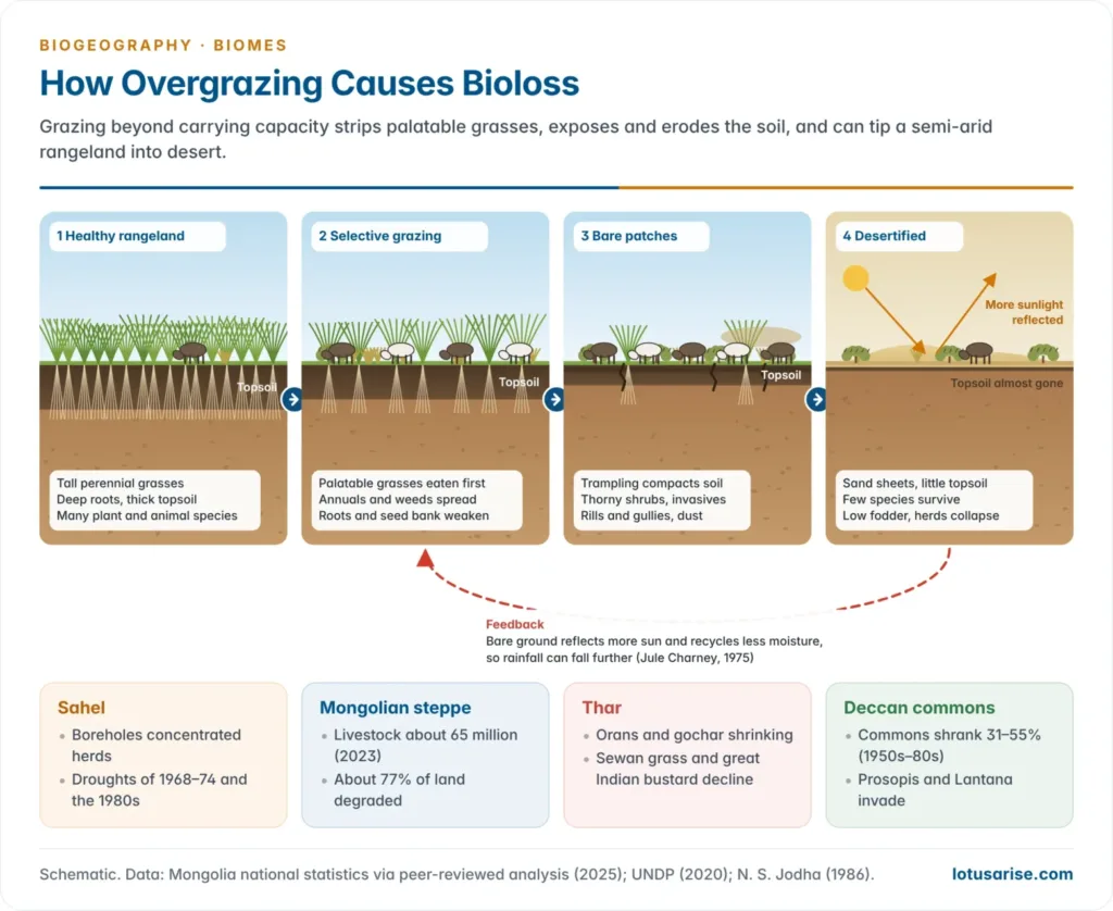 Four stages of a semi-arid rangeland from healthy perennial grassland to selective grazing, bare patches with shrubs and erosion, and desertified land, with the feedback through higher albedo and lower rainfall