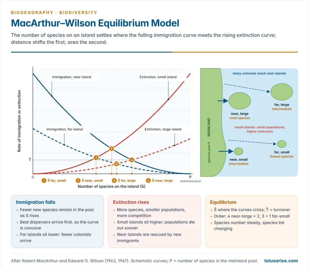 MacArthur–Wilson model: falling immigration curves for near and far islands and rising extinction curves for small and large islands, with equilibrium species numbers where they cross, highest for near large islands and lowest for far small islands
