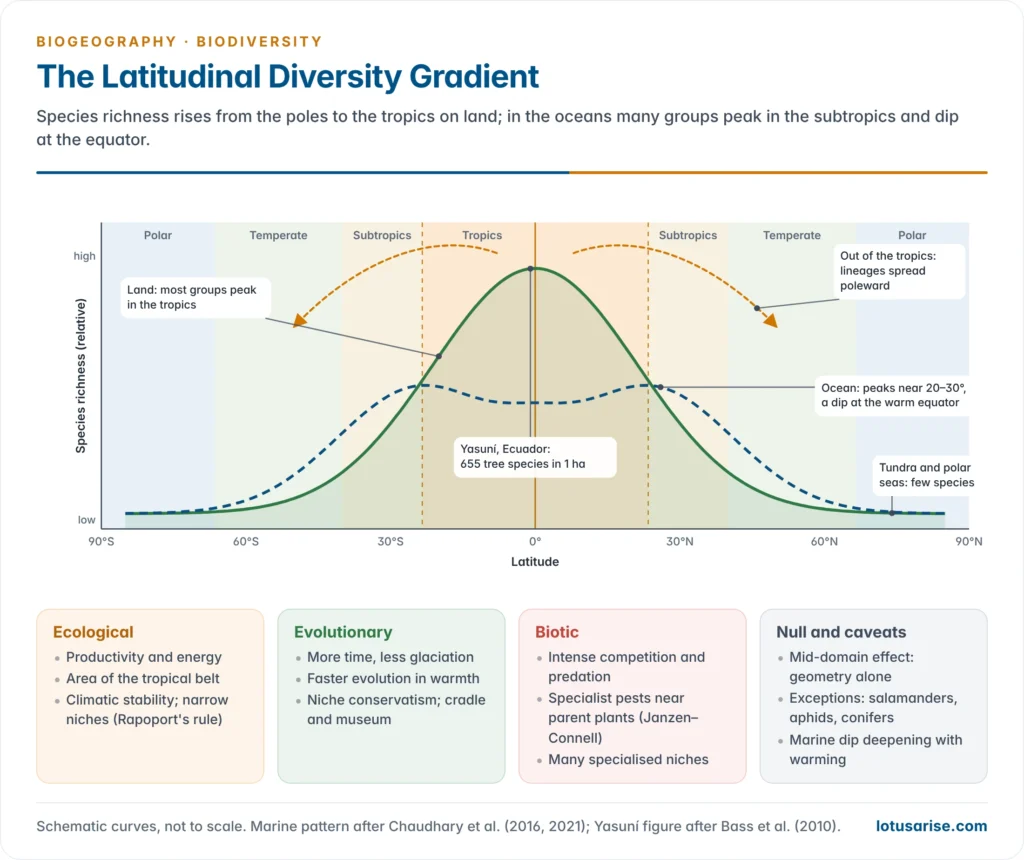 Latitudinal diversity gradient: species richness on land peaking in the tropics and falling towards the poles, marine richness with a dip at the equator, and the main groups of explanations
