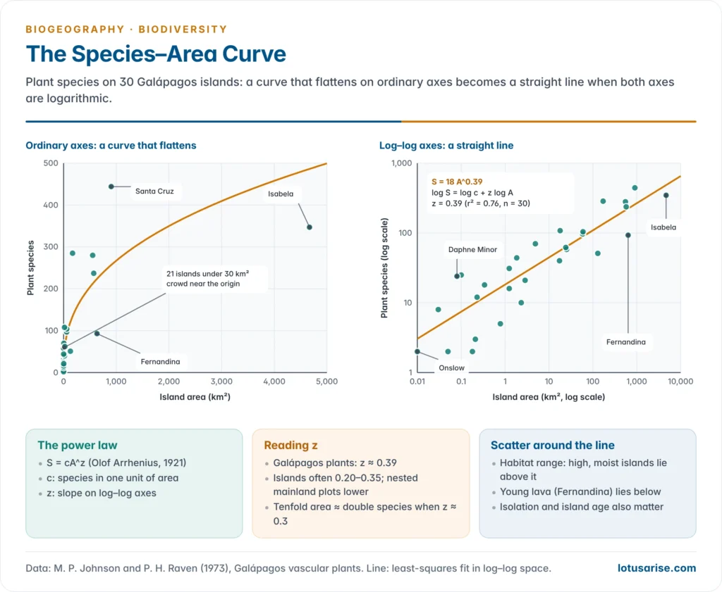 Species–area curve for Galápagos plants on ordinary axes, rising and flattening, and the same data on log–log axes as a straight line S = 18A^0.39