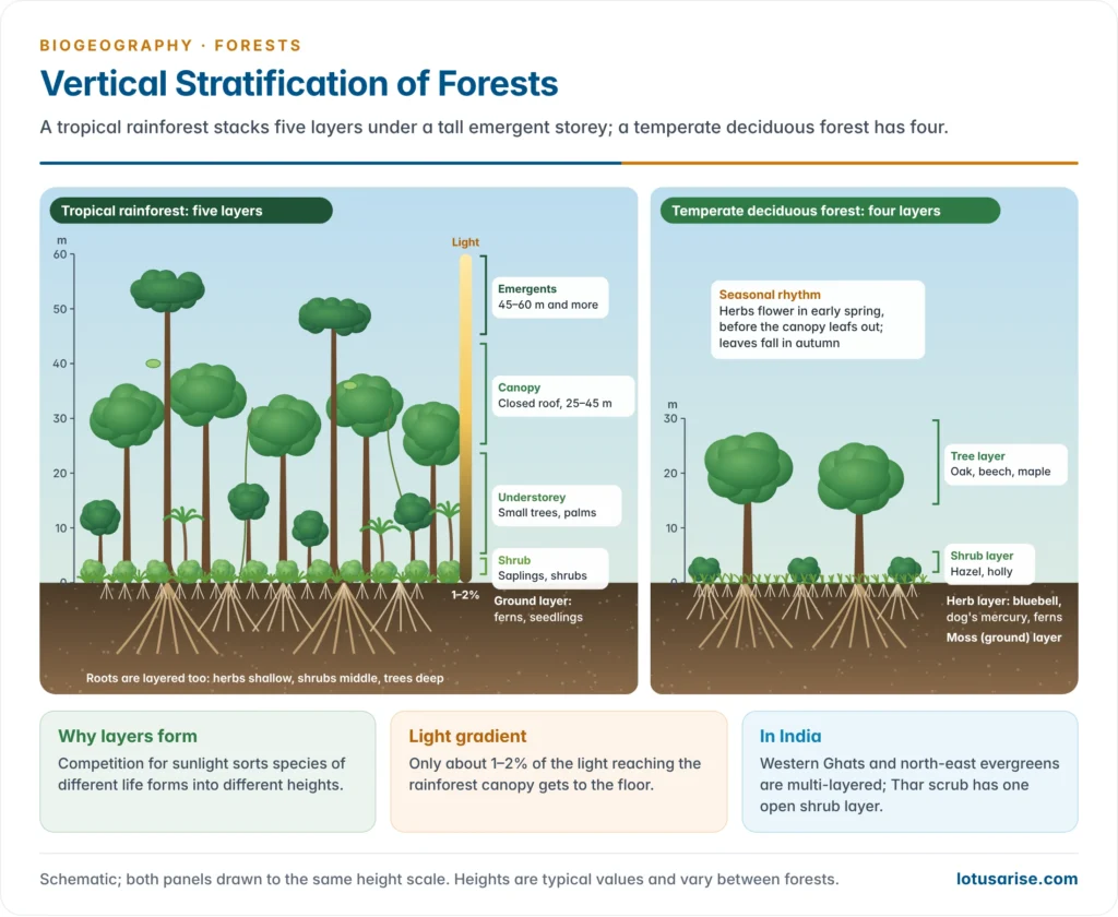 Side-by-side cross-sections of a tropical rainforest with emergent, canopy, understorey, shrub and ground layers and a temperate deciduous forest with tree, shrub, herb and moss layers, with a light gradient and root layers
