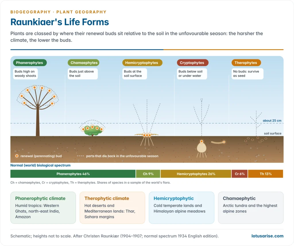 Raunkiaer's five life forms drawn on one soil line, showing renewal buds high on a tree, low on a dwarf shrub, at the surface in a tussock grass, below ground in a bulb and absent in an annual that survives as seed, with the normal spectrum bar