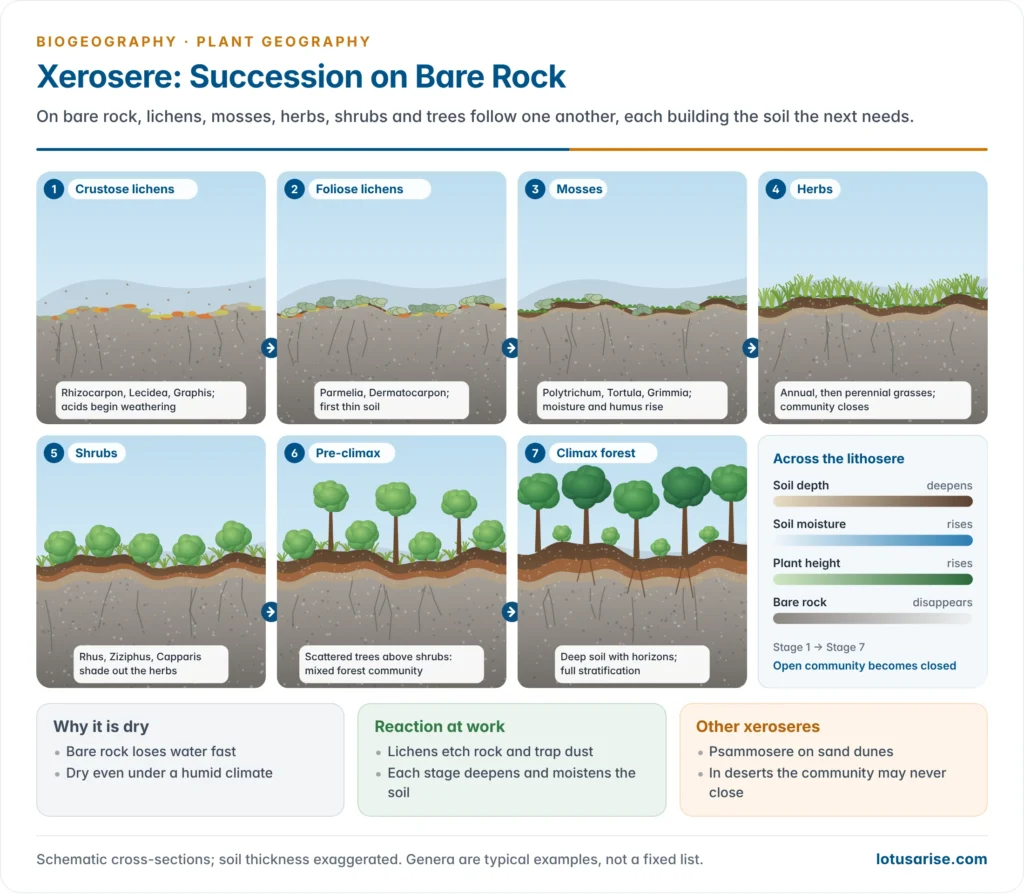 Seven cross-sections of succession on bare rock, from crustose lichens and foliose lichens through mosses, herbs and shrubs to a mixed forest and climax forest, with the soil layer thickening under each stage