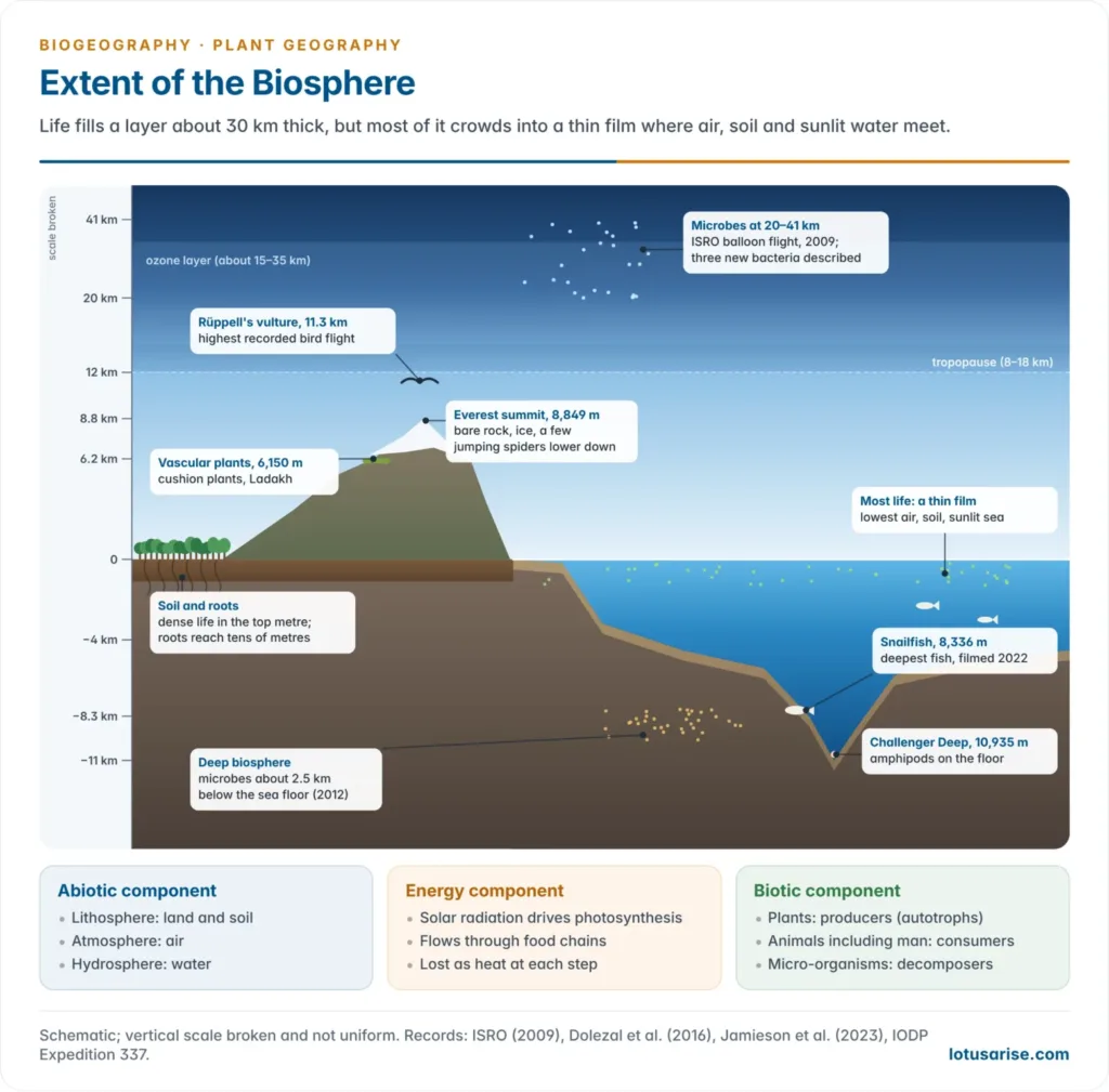 Vertical extent of the biosphere from microbes in the stratosphere at 41 km, through birds, mountain plants, the land surface and the ocean, to fish at 8,336 m, the Challenger Deep and microbes deep below the sea floor