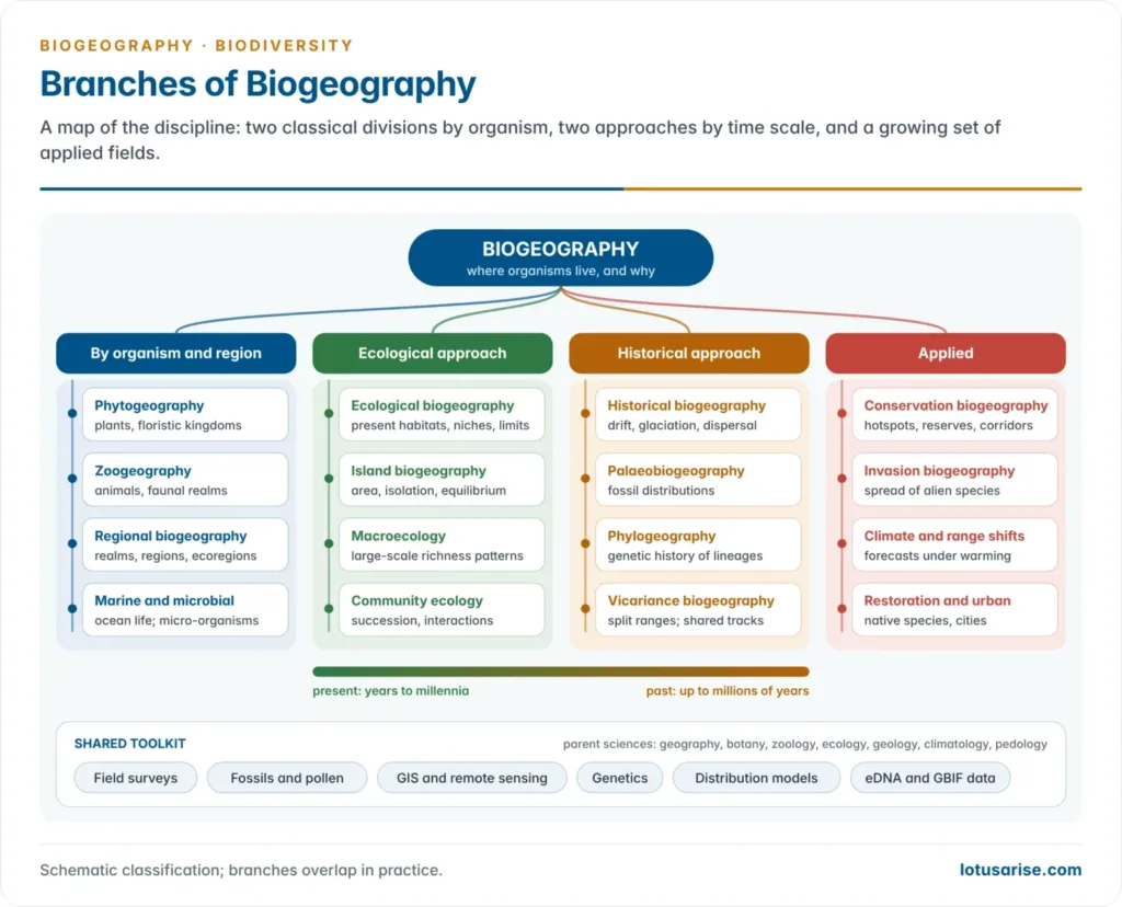 Map of the discipline: biogeography divided into plant and animal geography, the ecological and historical approaches with their sub-fields, and applied and conservation biogeography, with the parent sciences around them