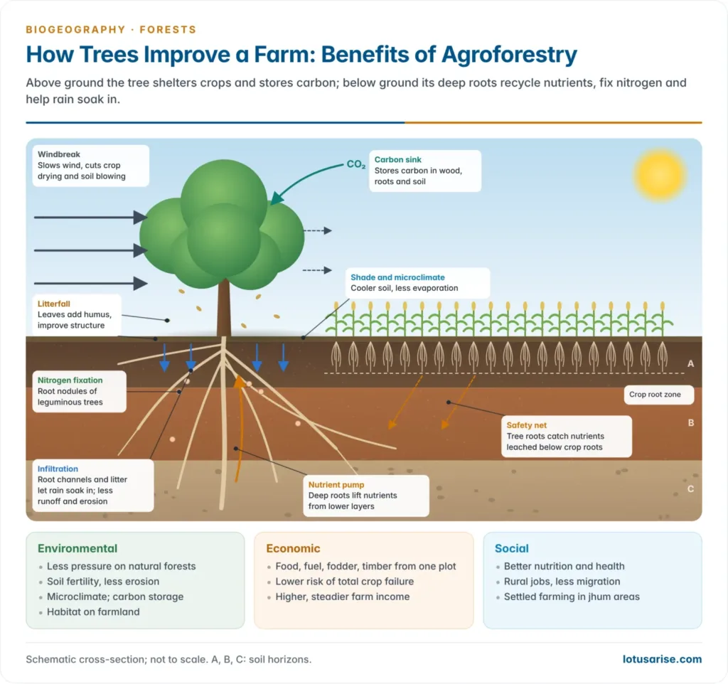 Cross-section of an agroforestry field showing a tree beside crops, with carbon uptake, shade, windbreak, litterfall, nitrogen fixation, the deep-root nutrient pump and safety net, infiltration and reduced runoff and erosion