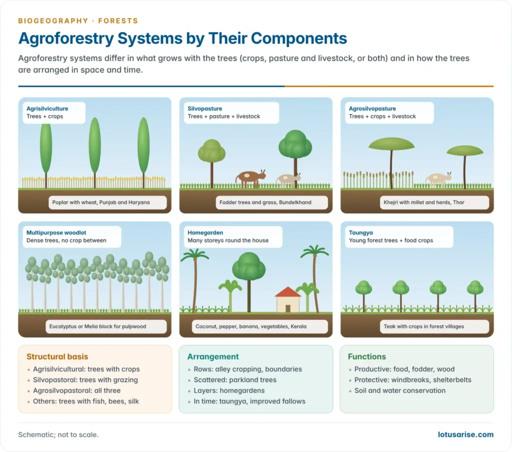 Six side views of agroforestry systems: poplar rows with wheat, trees with grazing cattle, khejri with crops and livestock, a eucalyptus woodlot, a multi-storeyed Kerala homegarden and taungya teak with crops