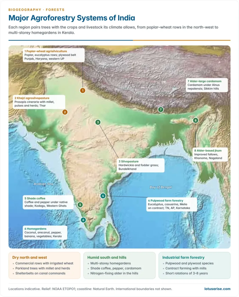 Map of India marking the major agroforestry systems: poplar agrisilviculture in the north-west, khejri farming in the Thar, silvopasture in Bundelkhand, homegardens in Kerala, shade coffee in Kodagu, pulpwood farms in the south-east, alder–cardamom in Sikkim and alder jhum in Nagaland