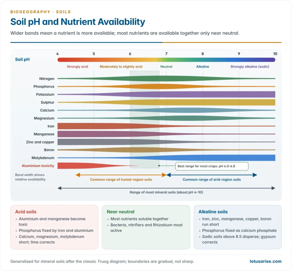 Soil pH scale from 4 to 10 with bands showing the availability of nitrogen, phosphorus, potassium, sulphur, calcium, magnesium, iron, manganese, zinc, copper, boron and molybdenum, aluminium toxicity at low pH, and the common ranges of humid-region and arid-region soils